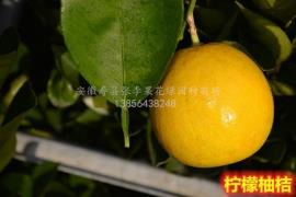 柠檬柚桔_大型柑桔苗科研培育基地